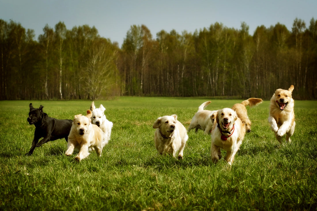 Dogs do better on Hemp meal