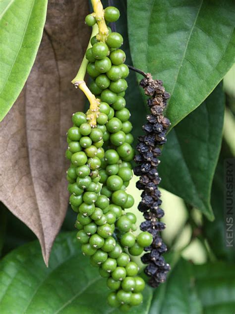 Stimulating Black Pepper